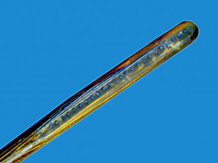  Polyimide tube electrode